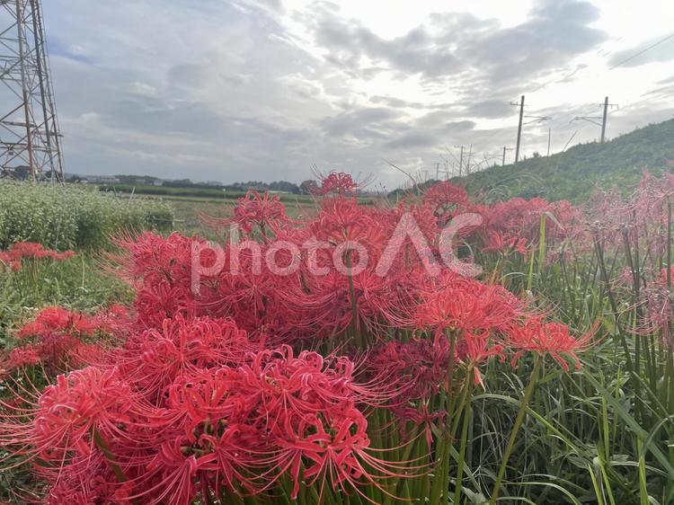 彼岸花がたくさん咲いてる風景 秋の花 彼岸花,秋,空の写真素材