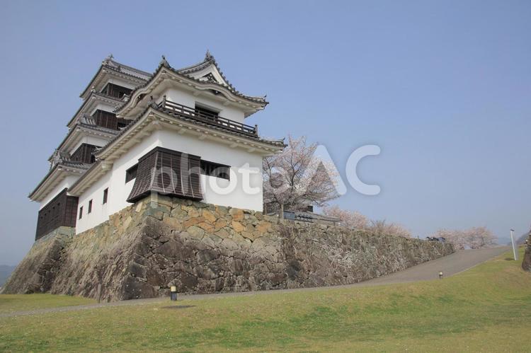 愛媛県　大洲城と桜 大洲城,桜,さくらの写真素材