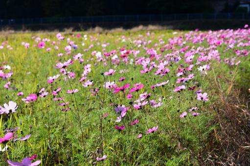コスモス畑 秋景色,秋の気配,四季の写真素材