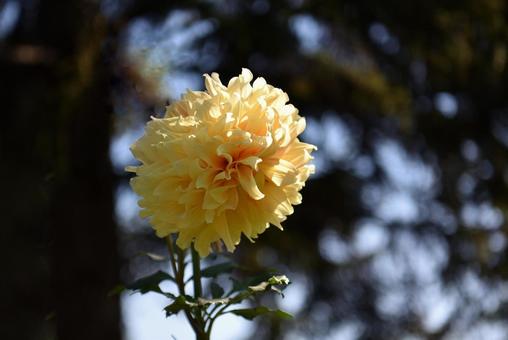 ダリアの花 ダリアの花の写真
