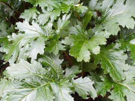 葉 葉,葉っぱ,緑の写真素材