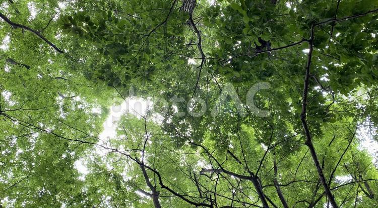 新緑と木漏れ日 新緑,木漏れ日,空の写真素材