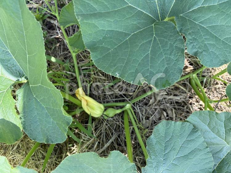 かぼちゃが小さな実をつけた かぼちゃ,黄色,野菜の写真素材