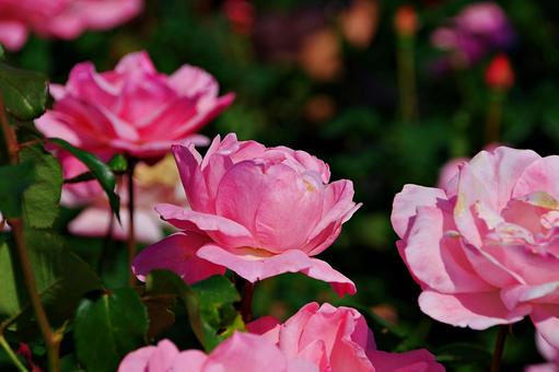 11月のバラ バラ,薔薇,ピンクの写真素材