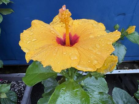 水が滴る黄色のハイビスカス ハイビスカス,ブッソウゲ,黄色の写真素材