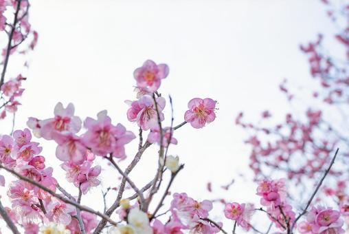 生き生きとした梅 ピンク,梅,春の写真素材