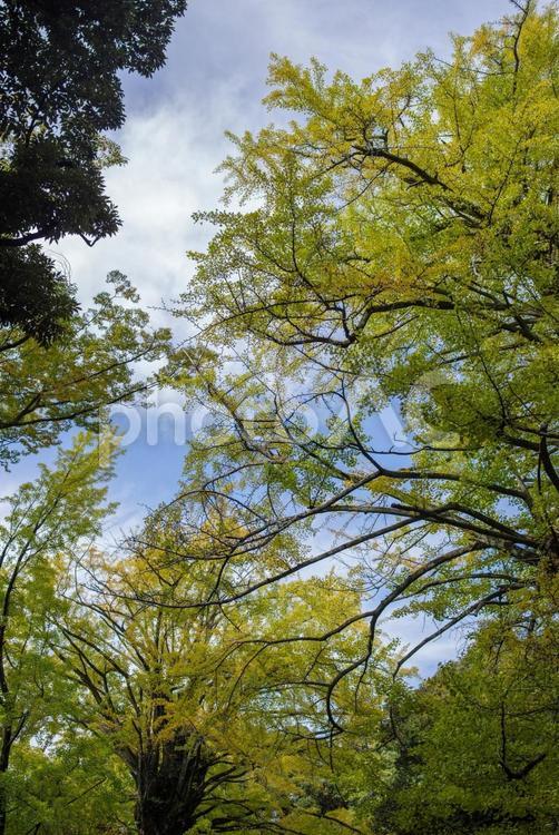 10月にイチョウが鮮やかに色づいている イチョウ,紅葉,10月の写真素材