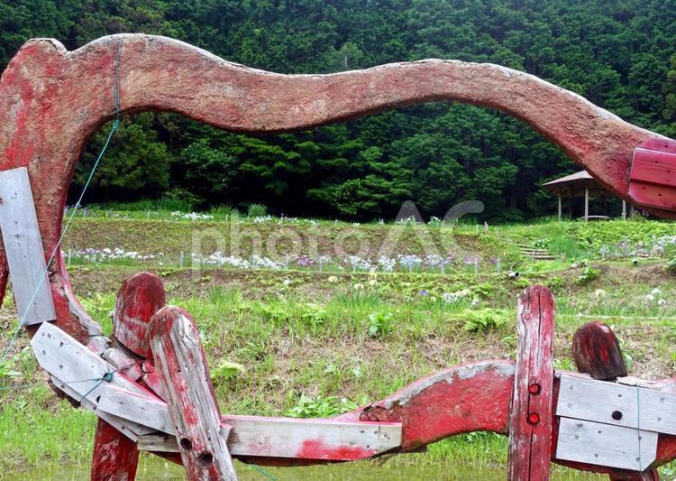 モニュメントと花菖蒲園 花菖蒲,花しょうぶ,ショウブの写真素材