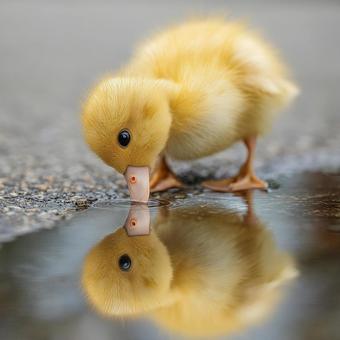 ふわふわの黄色いアヒルの赤ちゃん ふわふわの黄色いアヒルの赤ちゃんの写真