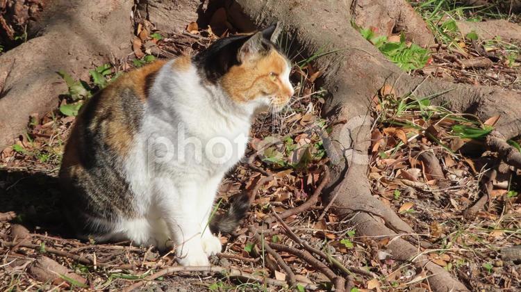 もふもふで可愛い三毛猫の猫背な日向ぼっこ 三毛猫,猫,猫背の写真素材