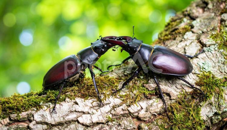クワガタムシ クワガタ,クワガタムシ,昆虫の写真素材