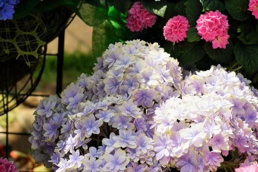 アジサイの花。 自然,植物,花の写真素材