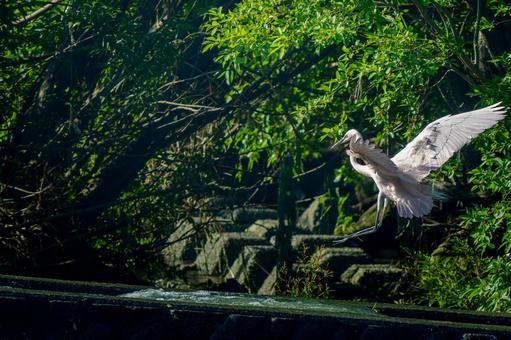 飛ぶダイサギの写真