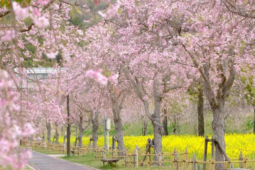桜並木と菜の花 桜並木と菜の花の写真