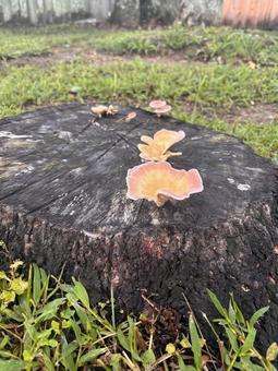 Mushrooms on a stump 2, JPG