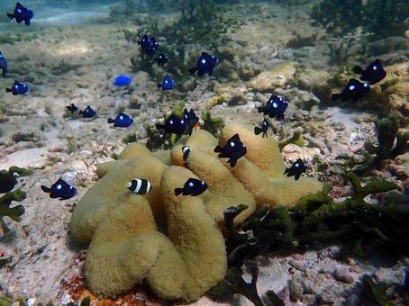 クマノミとミツボシクロスズメダイ クマノミとミツボシクロスズメダイ 魚,海,沖縄の写真素材