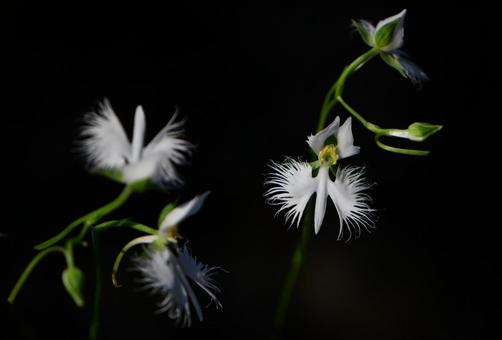 サギソウ 30 鷺草,サギラン,花の写真素材