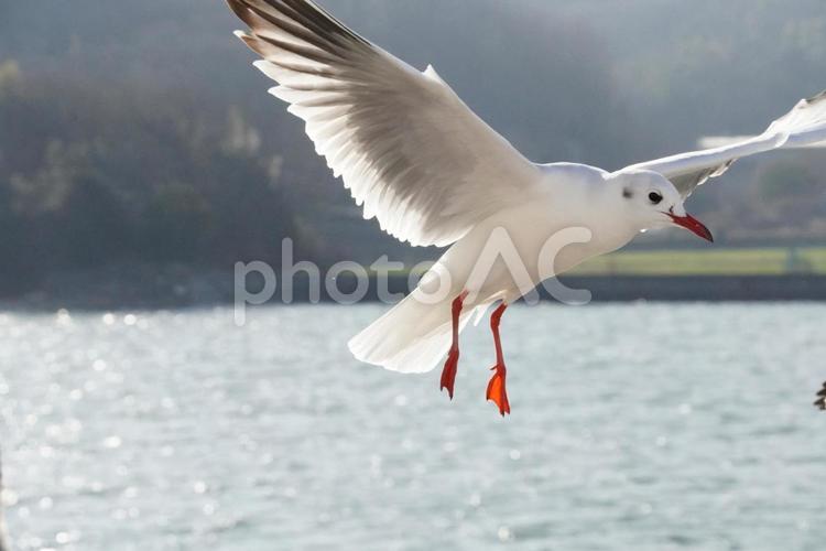 かもめ　瀬戸内海 かもめ,野鳥,鳥の写真素材