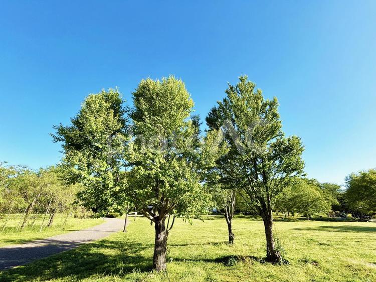 日を浴びる公園の木々と青空 木々,木,樹木の写真素材