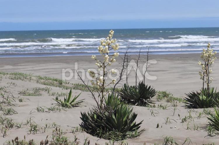 砂浜に咲くアツバキミガヨラン 花,砂浜に咲く花,砂浜の写真素材