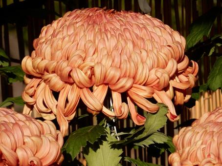 【風景写真】福山菊花展覧会の風景 キク,菊,菊花展の写真素材