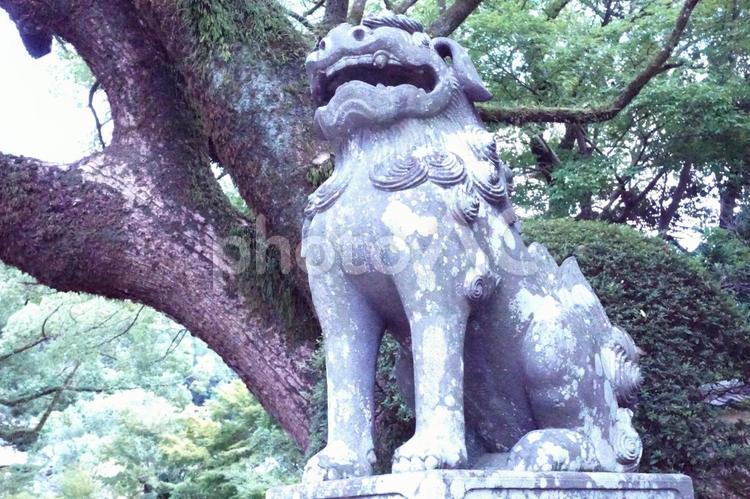 福岡県太宰府の境内の狛犬 福岡県,風景,太宰府の写真素材