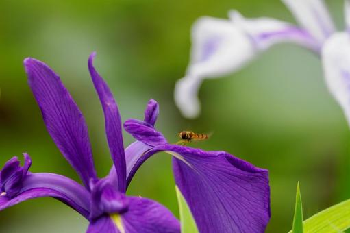 カキツバタ⑼ 初夏,花,カキツバタの写真素材