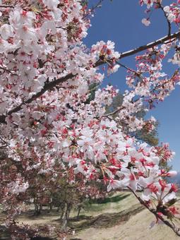 桜① 桜①の写真