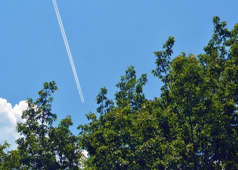 新緑の合間に入り込む飛行機雲 新緑の合間に入り込む飛行機雲の写真