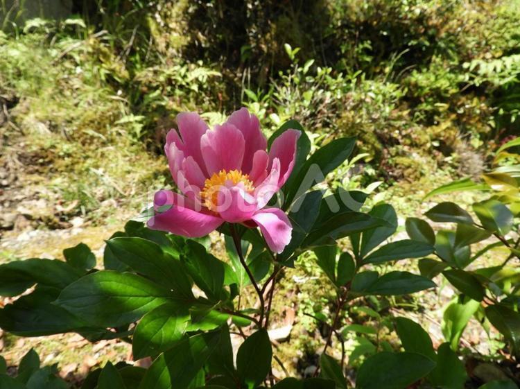 美しいピンク色の芍薬の花 芍薬,シャクヤク,しゃくやくの写真素材