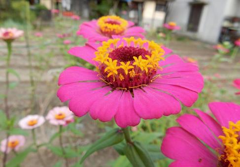 【花の写真】 ヒャクニチソウ(百日草) 【花の写真】 ヒャクニチソウ(百日草)の写真