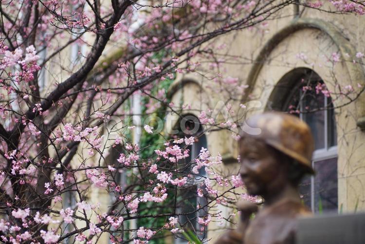 元成徳中学校舎の桜 3月,早春,早咲きの写真素材