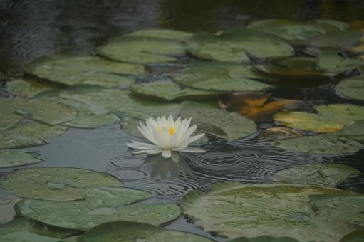 Water Lily, JPG Water Lily, JPG