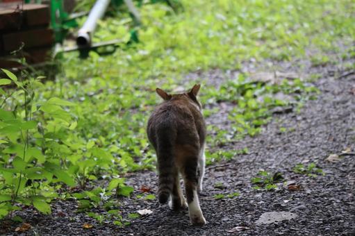 砂利道を行く猫の後ろ姿の写真