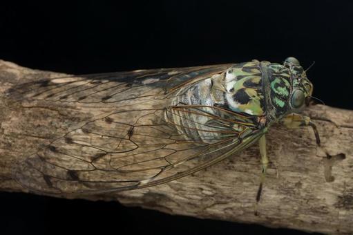 ミンミンゼミ ミンミンゼミ セミ,ミンミンゼミ,昆虫の写真素材