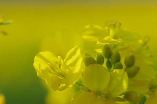 菜の花 菜の花の写真