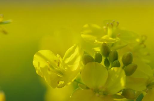 Rape blossoms, JPG