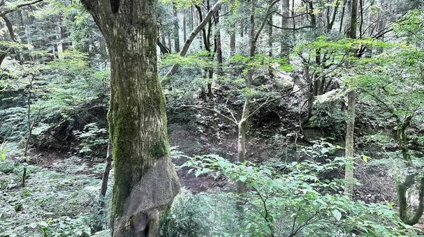 赤城山の景色 赤城山の景色 赤城山,山,自然の写真素材