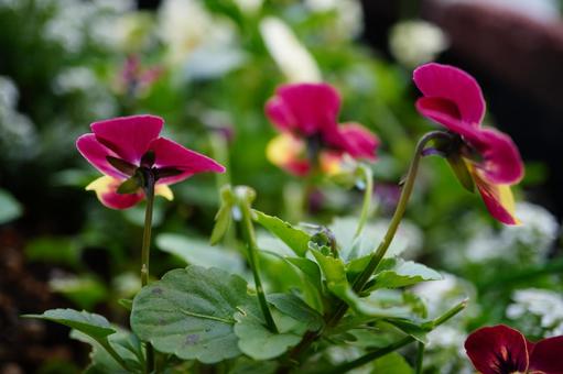 パンジー　ビオラ　赤　裏側　うしろ パンジー,ビオラ,花の写真素材