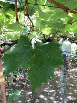 マスカットの葉 マスカットの葉の写真