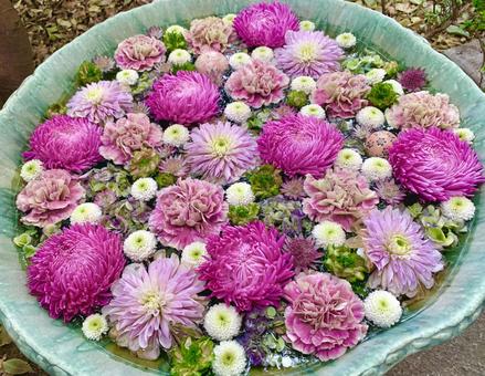 色鮮やかな花手水19 花手水,はなちょうず,手水舎の写真素材