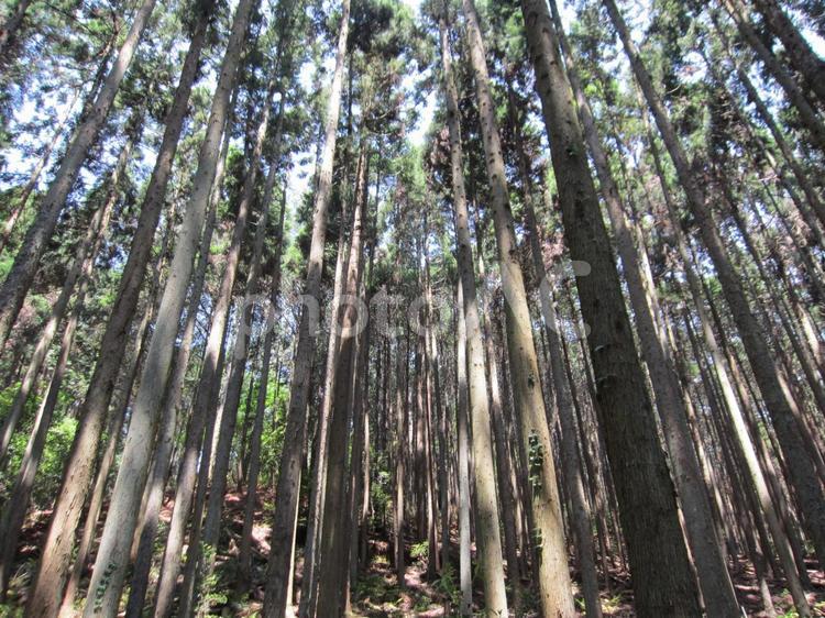 日差しを遮る、京都府演習林。 京都府,森の中,樹木の写真素材