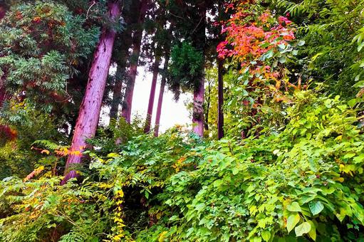 2025年10月の里山4 紅葉,黄葉,色づくの写真素材