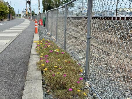 福井県 線路沿いの花壇 福井県 線路沿いの花壇の写真