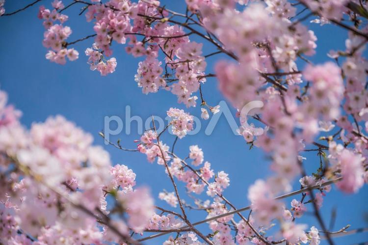 淡いピンクのソメイヨシノと青空 ソメイヨシノ,桜,さくらの写真素材