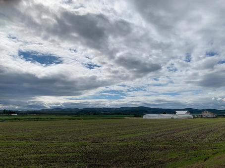 北海道の景色 北海道の景色 北海道,畑,夏の写真素材