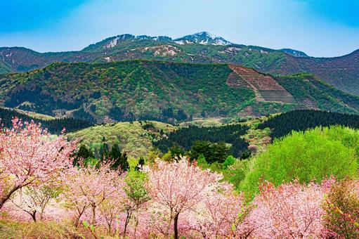谷川新田の千本八重桜2 谷川新田の千本八重桜2の写真