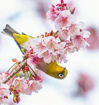 桜とメジロ 桜とメジロの写真