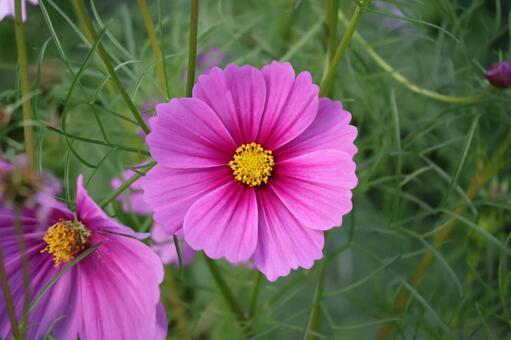 濃いピンクの花びらの秋桜の花のアップ 濃い,ピンク,花びらの写真素材