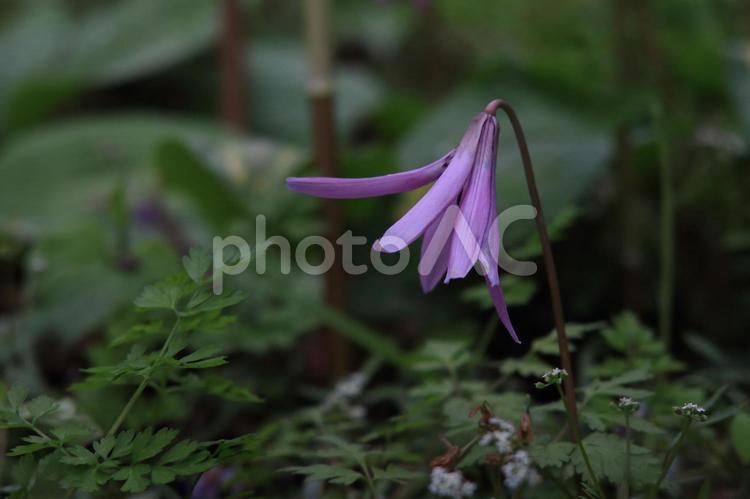 矢ばなの里　カタクリ① カタクリ,紫の花,矢ばなの里の写真素材